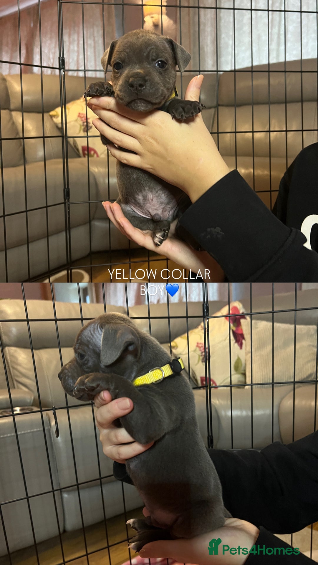 Staffordshire Bull Terrier dogs for sale: 🐾🔥7 beautiful blue staffy’s for sale🔥🐾 - Advert 6