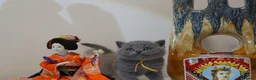 British Shorthair cats for sale: ✨ CIAOKITTY — BLUE BRITISH SHORTHAIR KITTENS ✨ in Widnes - Advert 25