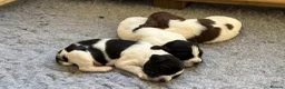 English Springer Spaniel dogs for sale: English Working Springer Spaniels - Advert 5