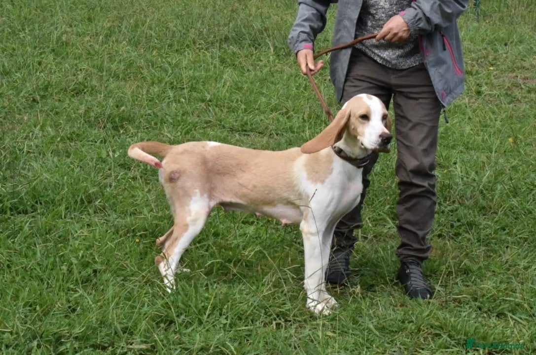 Mixed Breed dogs Roma - Sabueso (Spanish Hound)  - Advert 1
