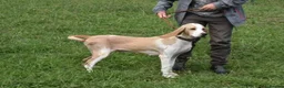 Mixed Breed dogs for adoption: Roma - Sabueso (Spanish Hound)  - Advert 1