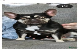 French Bulldog dogs for sale: Beautiful French Bulldog - Image 3
