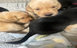 Labrador Retriever dogs for sale: Adorable KC registered fox red and black labs  - Image 3