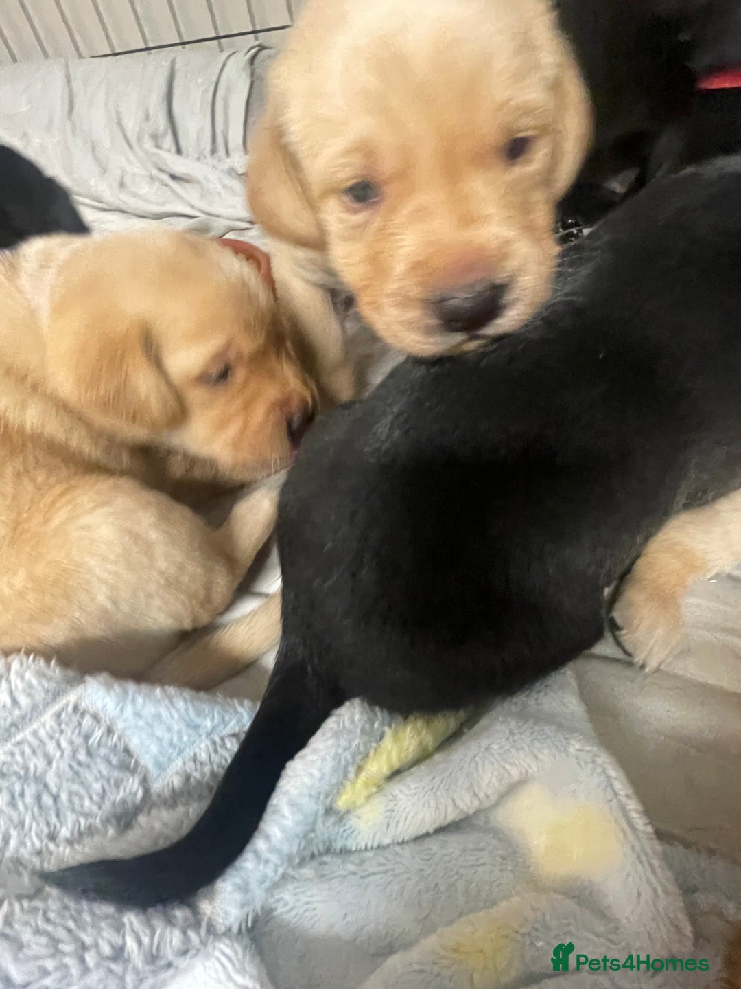 Labrador Retriever dogs for sale: Adorable KC registered fox red and black labs  - Image 3