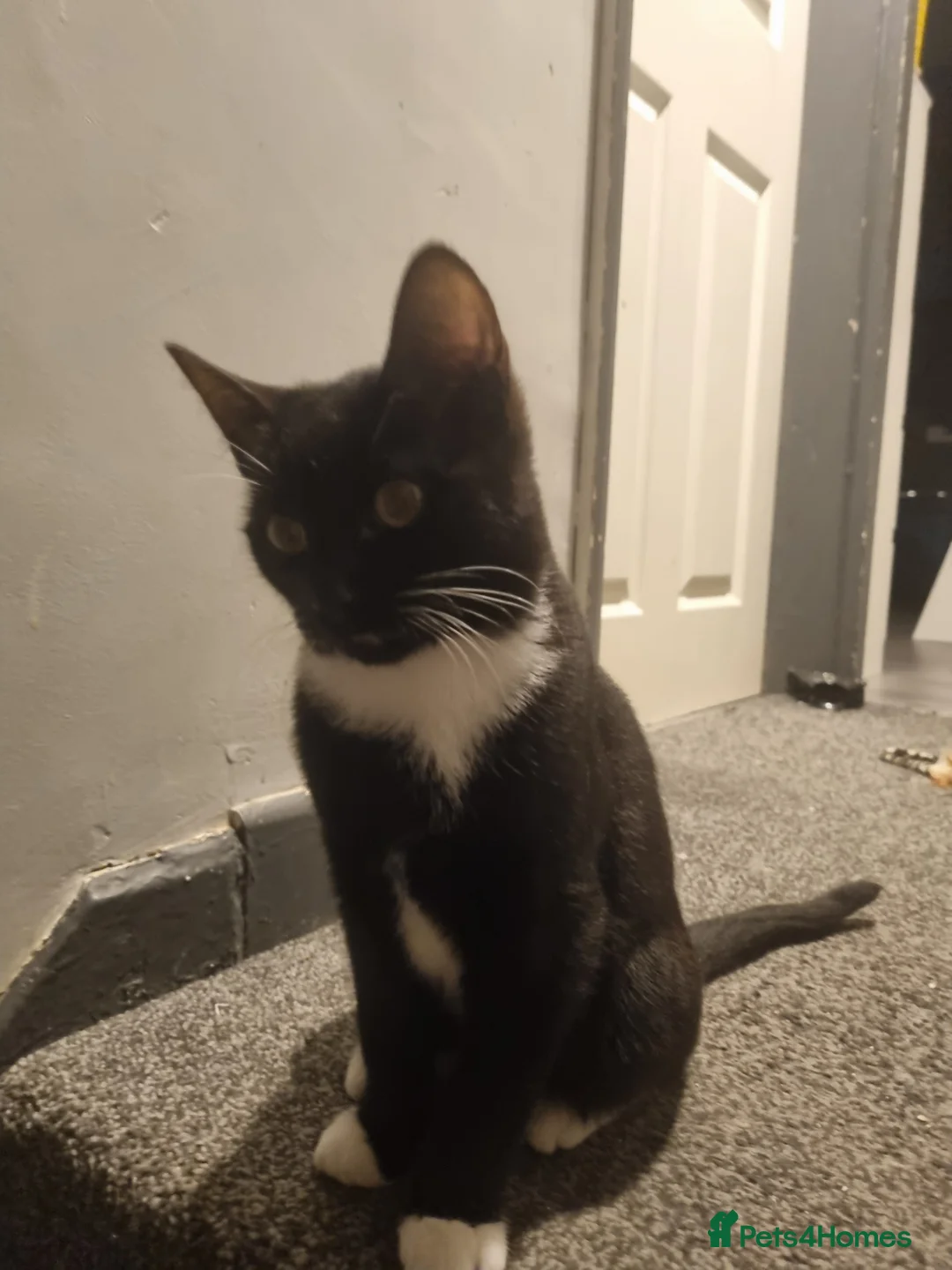 Mixed Breed cats for adoption: Male kitten in Dudley - Advert 1