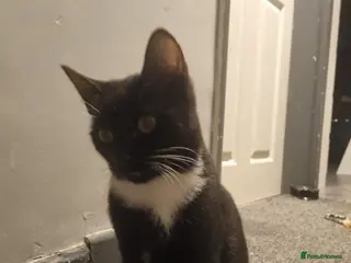 Mixed Breed cats Male kitten - Advert 1