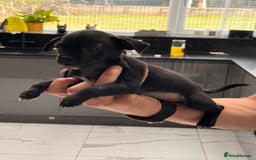 Jug dogs for sale: Beautiful jug puppies for sale  - Image 5