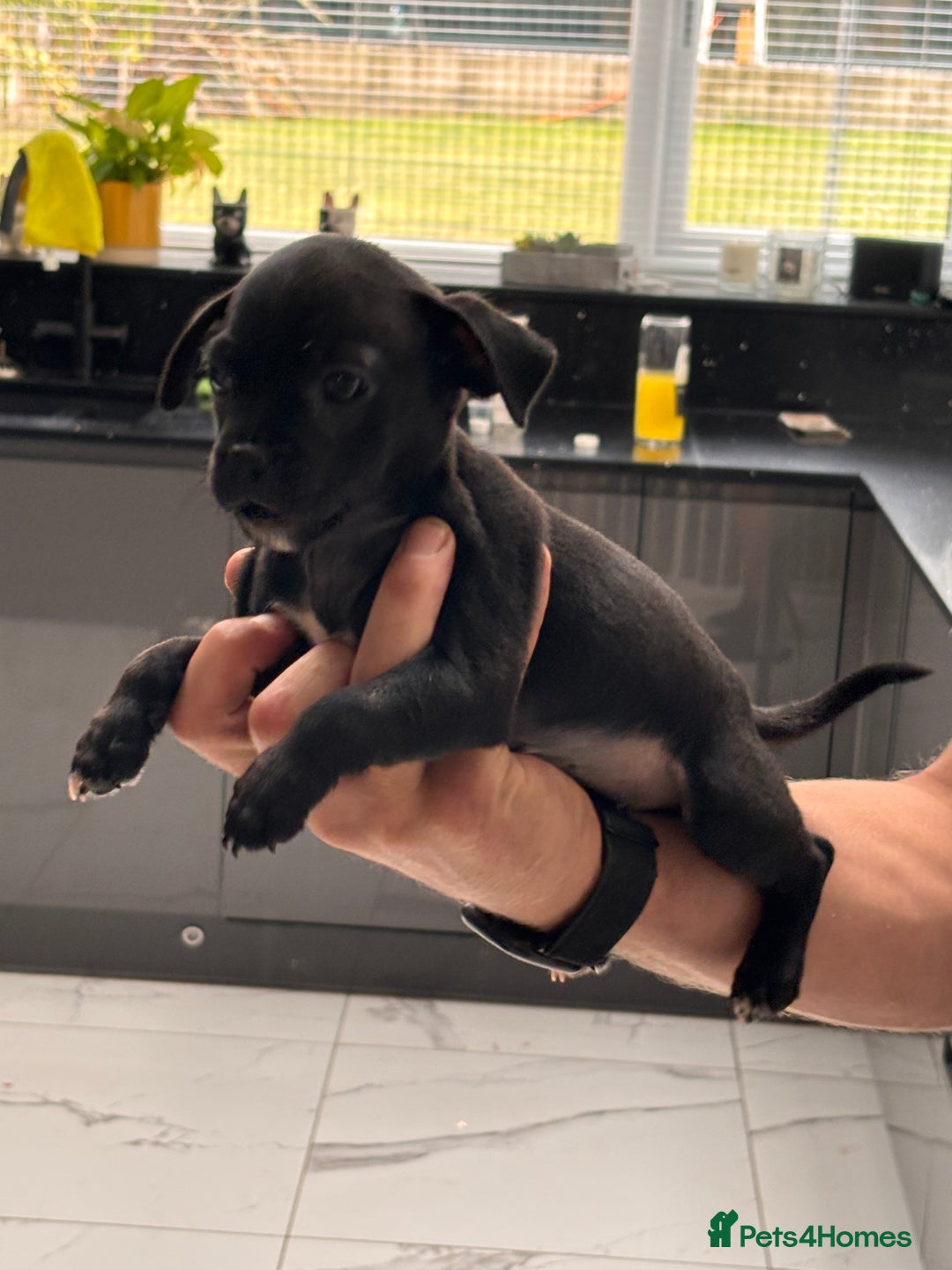 Jug dogs for sale: Beautiful jug puppies for sale  - Image 5