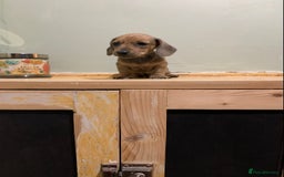 Miniature Dachshund dogs for sale: KC Registered true petite Miniature Dachshunds - Image 6