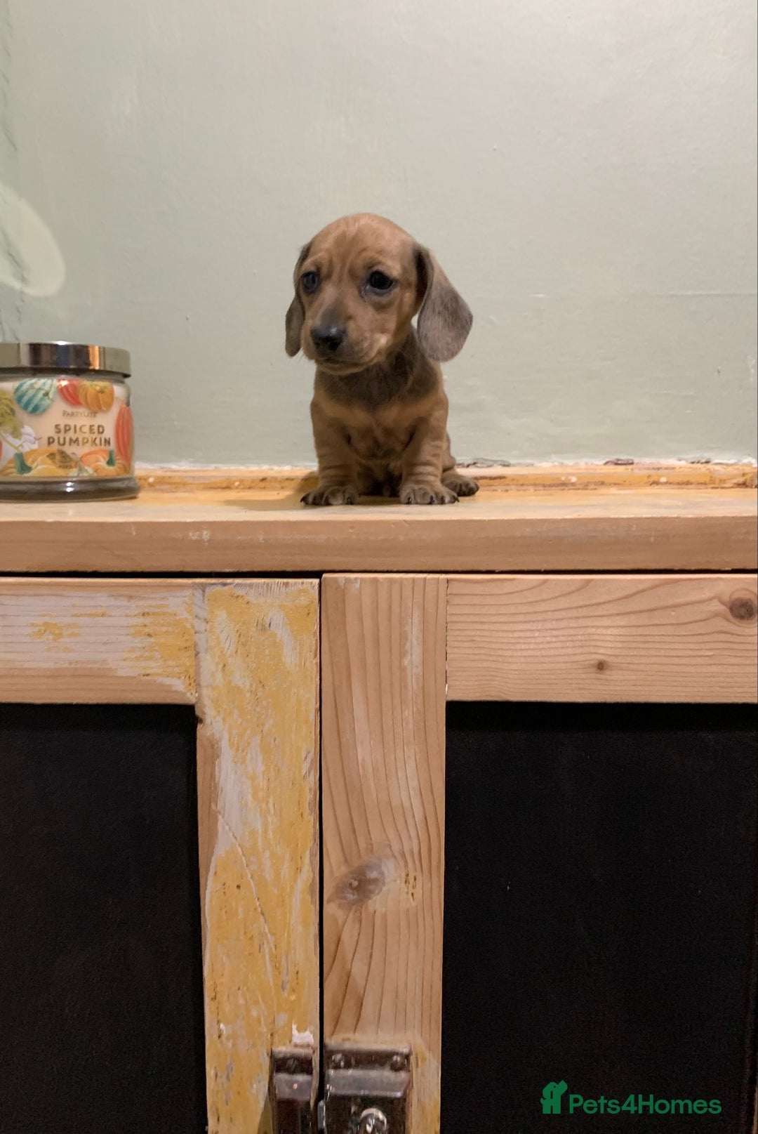 Miniature Dachshund dogs for sale: KC Registered true petite Miniature Dachshunds - Image 6