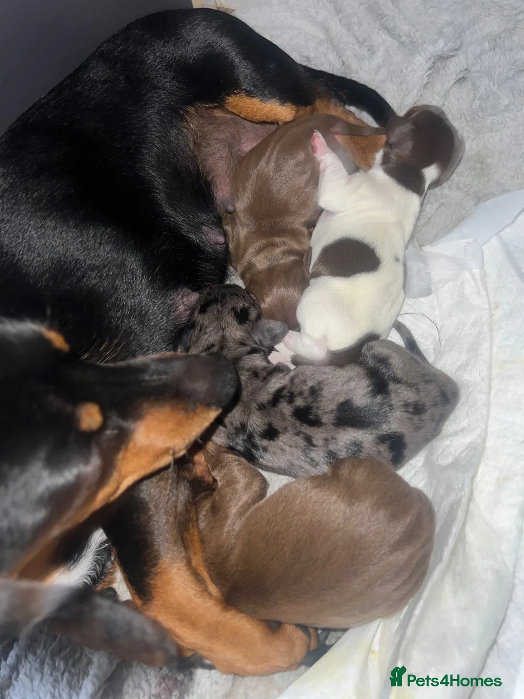 Dachshund dogs for sale: Sausage puppies  in Rotherham - Advert 7