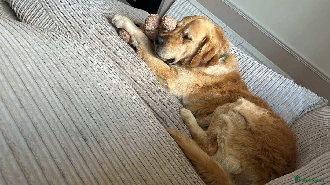 Golden Retriever dogs for sale: 2 year old Golden Retriever  - Image 2