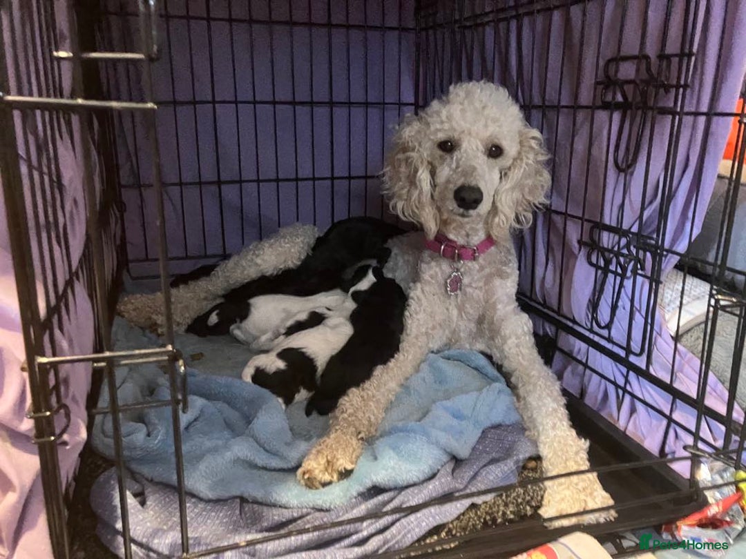 Pomapoo dogs for sale: Poodle X Pomeranian - Image 4