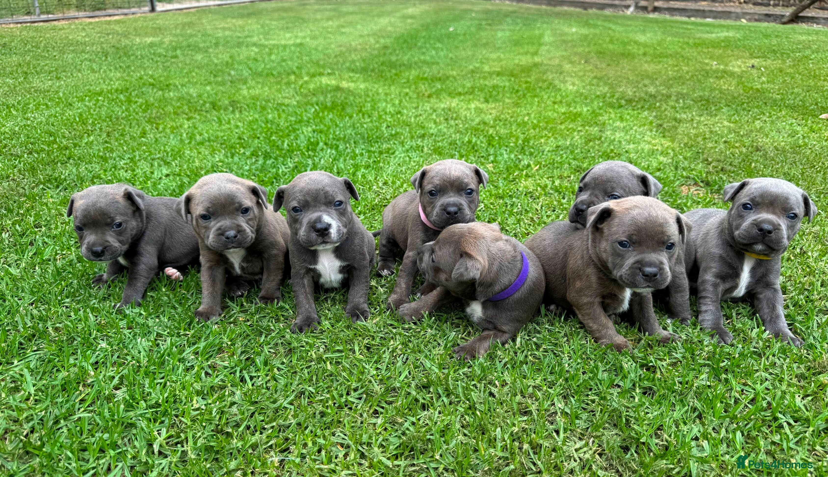 Staffordshire Bull Terrier dogs Blue Staffordshire Bull Terrier puppies Available  in London - Advert 12