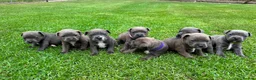 Staffordshire Bull Terrier dogs for sale: Blue Staffordshire Bull Terrier puppies Available  in London - Advert 1