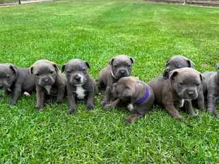 Staffordshire Bull Terrier dogs Blue Staffordshire Bull Terrier puppies Available in London - Advert 7