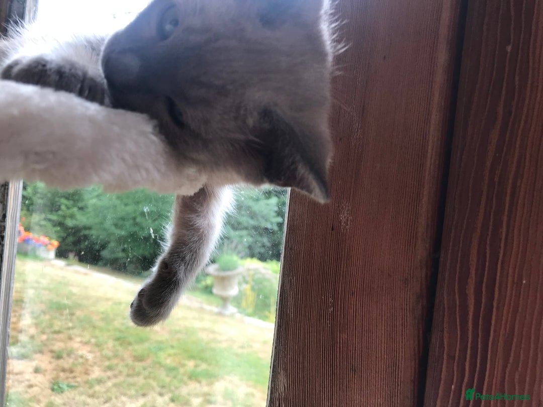 Tonkinese cats for sale: Superb Tonkdoll Kittens - Image 23