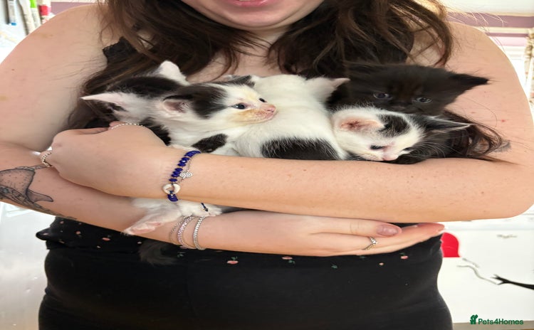 Mixed Breed cats - Advert 3