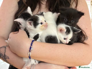 Mixed Breed cats - Advert 2