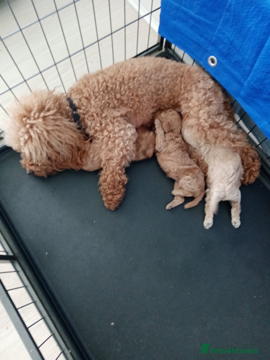 Toy Poodle dogs for sale: toy poodles from k.c.registered DNA tested parents - Image 18