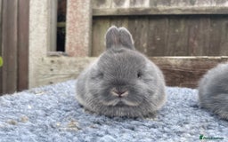 Netherland Dwarf rabbits for sale: Netherland Dwarf Babies & Adults available in Stoke-on-Trent - Image 22