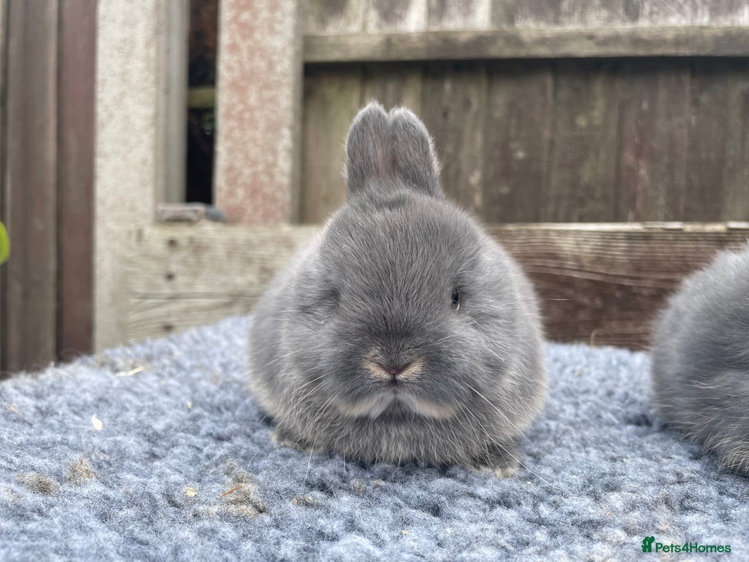 Netherland Dwarf rabbits for sale: Netherland Dwarf Babies & Adults available in Stoke-on-Trent - Image 22