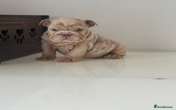English Bulldog dogs for sale: 🏡 Ready to leave this Sunday 27.07.25 🏡 in Crawley - Image 16