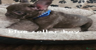 French Bulldog dogs - Advert 5