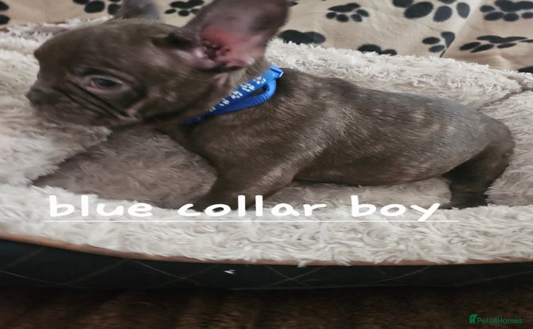 French Bulldog dogs - Advert 2