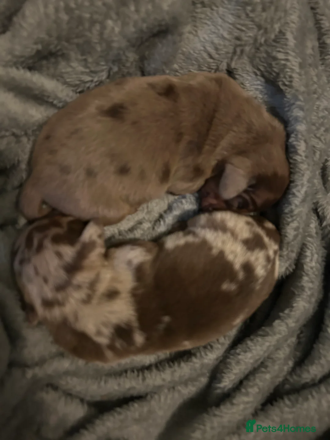 Miniature Dachshund dogs for sale: 1 little girl, miniature dapple dachshund in Rotherham - Advert 13