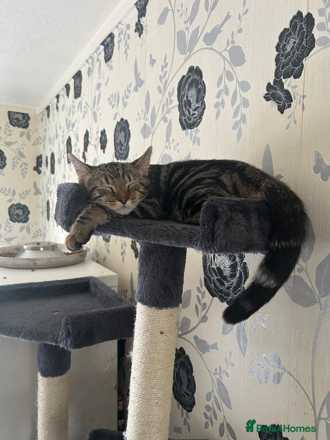 Bengal cats for sale: Bengal male looking for a loving home  - Advert 8