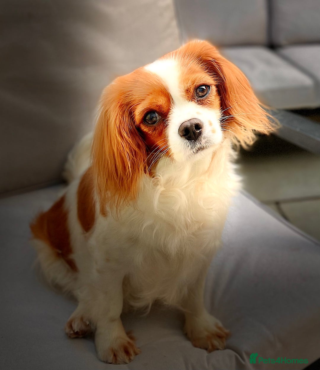 Cavalier King Charles Spaniel dogs for sale: 1 Adorable Cavalier King Charles Puppy for sale - Image 21