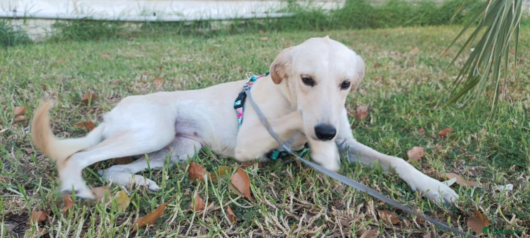 Labrador Retriever dogs for adoption: Blondie - Image 6