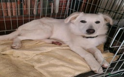 Mixed Breed dogs for adoption: Adorable Abbie is still Looking for Love 🐾 - Image 5