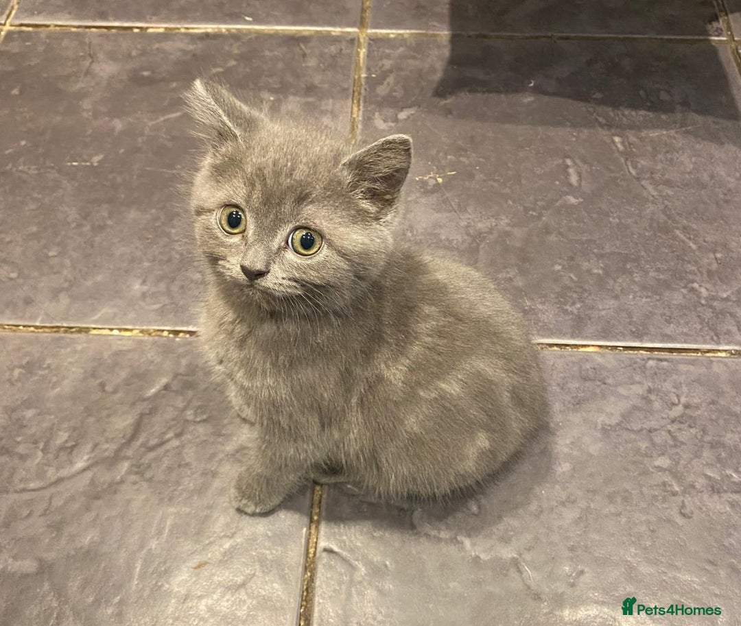 British Shorthair cats for sale: Lovely blue British shorthair kittens  - Advert 9