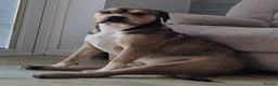 Mixed Breed dogs for sale: Beautiful Staffy x pups - friendly and healthy - Advert 23