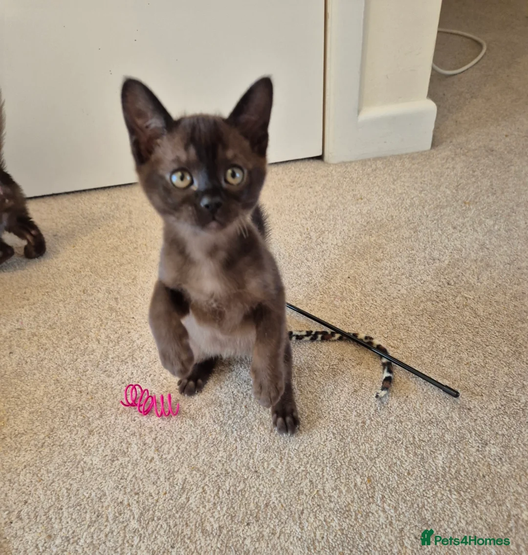 Burmese cats for sale:  Pedigree Brown Burmese Kittens - Advert 2