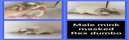 Rat rodents for sale: Adorable Baby Rats for Sale xx - Advert 31