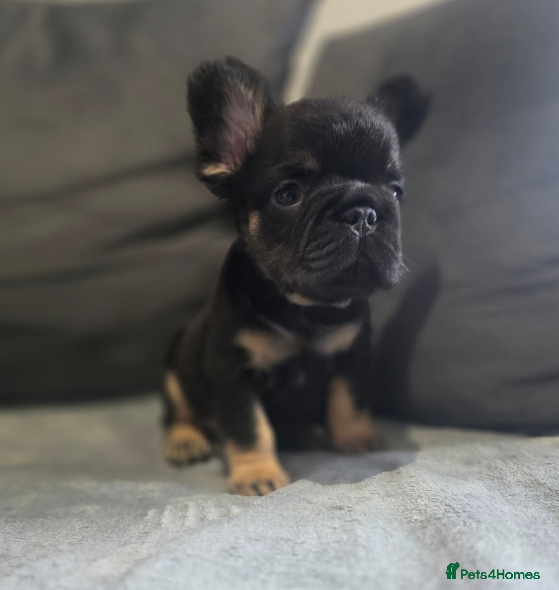 French Bulldog dogs French bulldog puppies - Advert 15