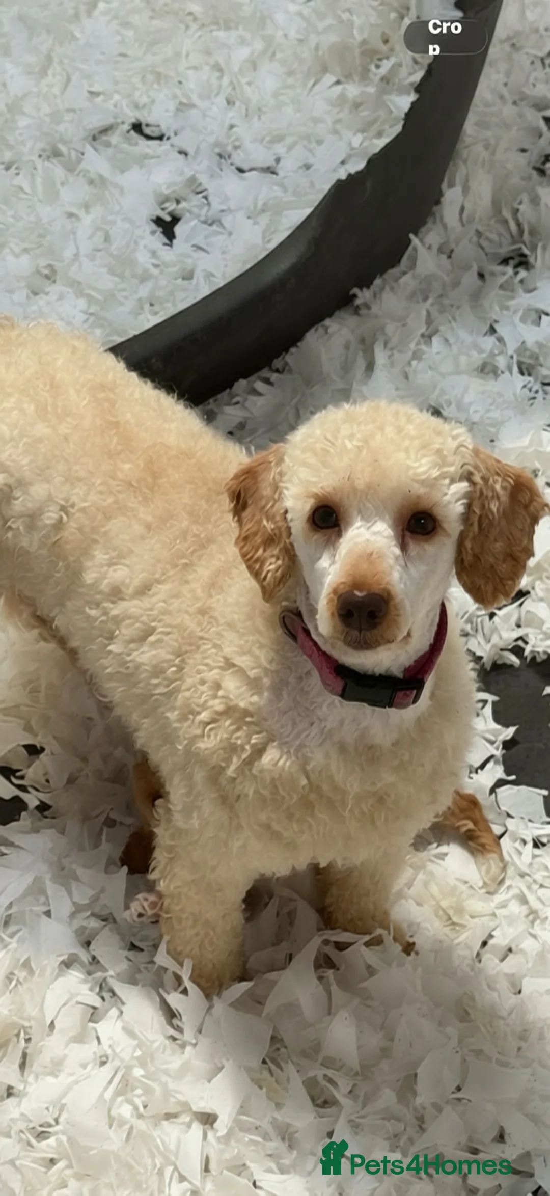 Miniature Poodle dogs for sale: Adult Miniature Poodle - Advert 2