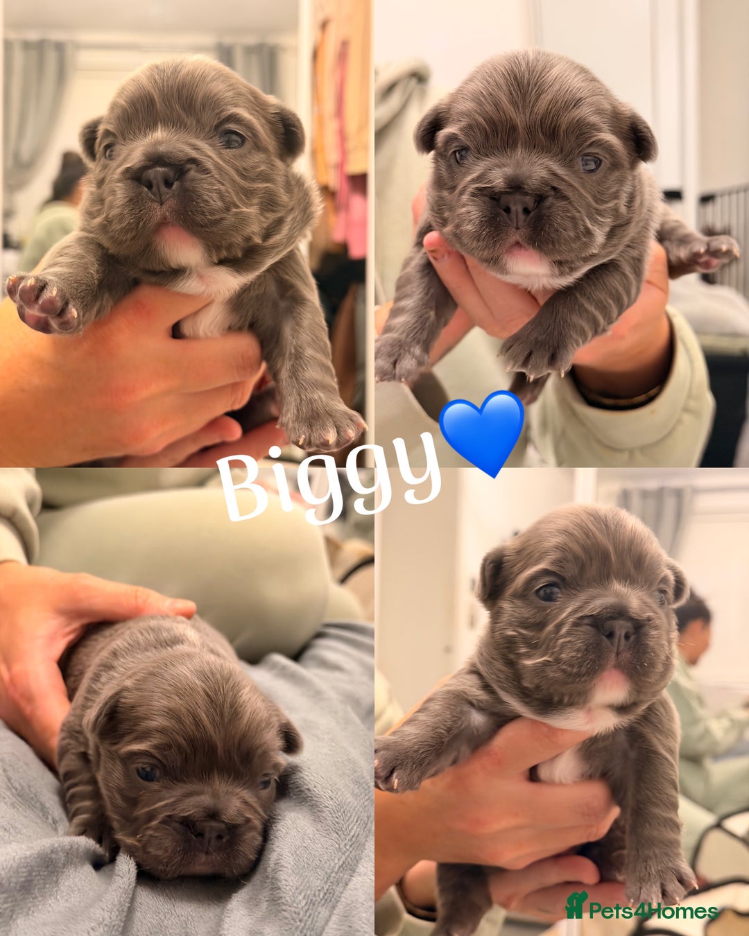 French Bulldog dogs for sale: Full visual outstanding fluffy frenchies - Advert 30