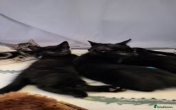 Mixed Breed cats for sale: Kittens Ready Now - Image 8