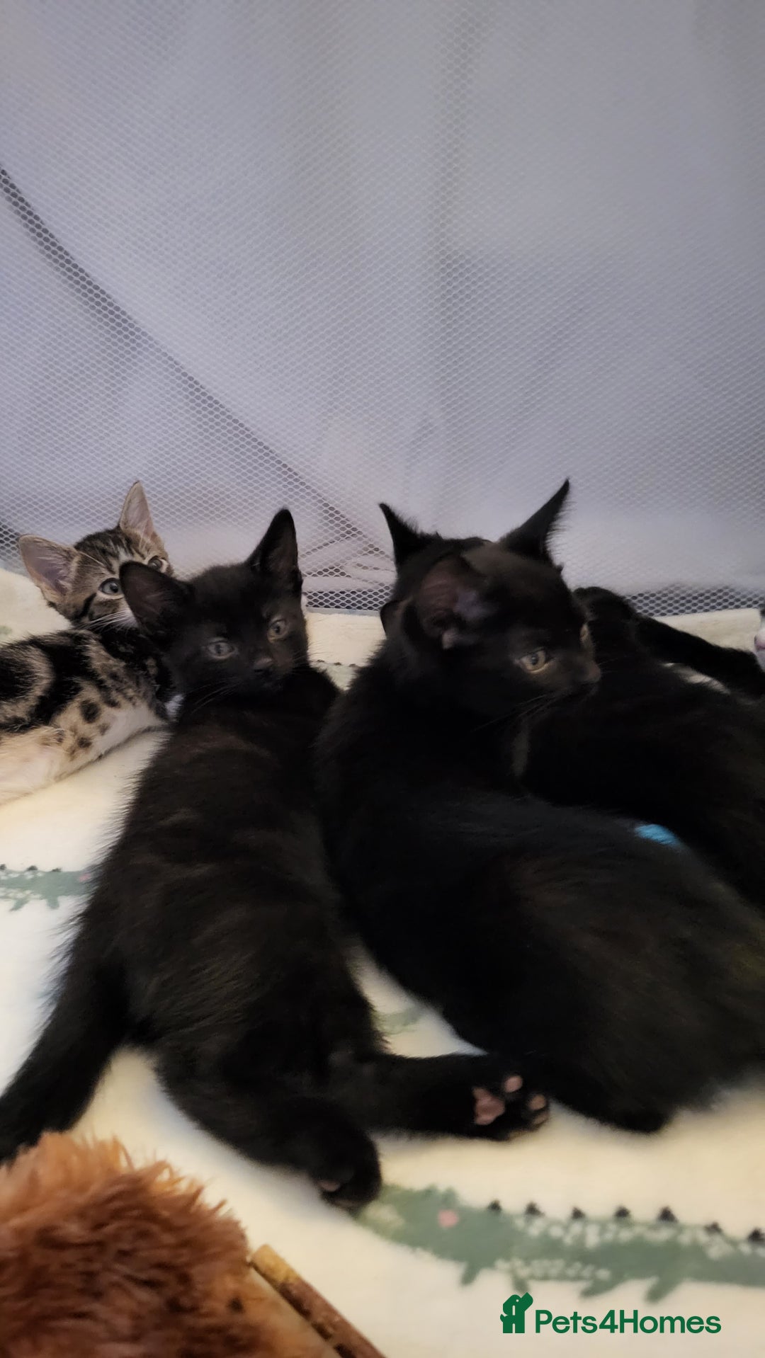 Mixed Breed cats for sale: Kittens Ready Now - Image 8