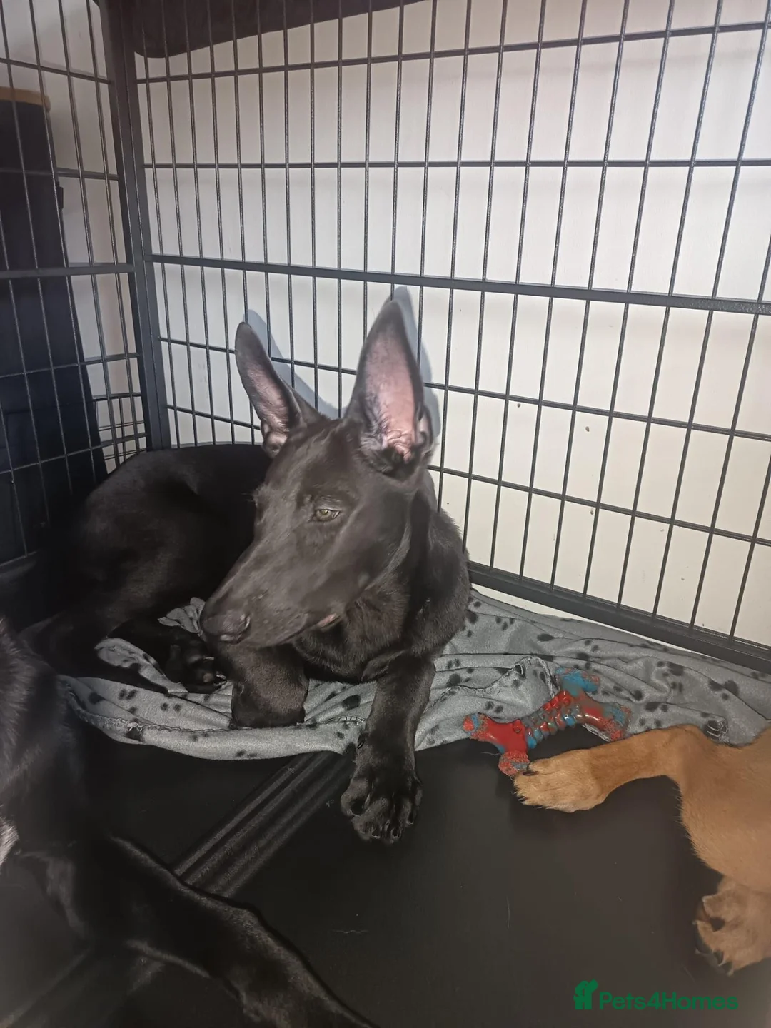 Belgian Shepherd Dog dogs for sale: Shadow  in London - Advert 4