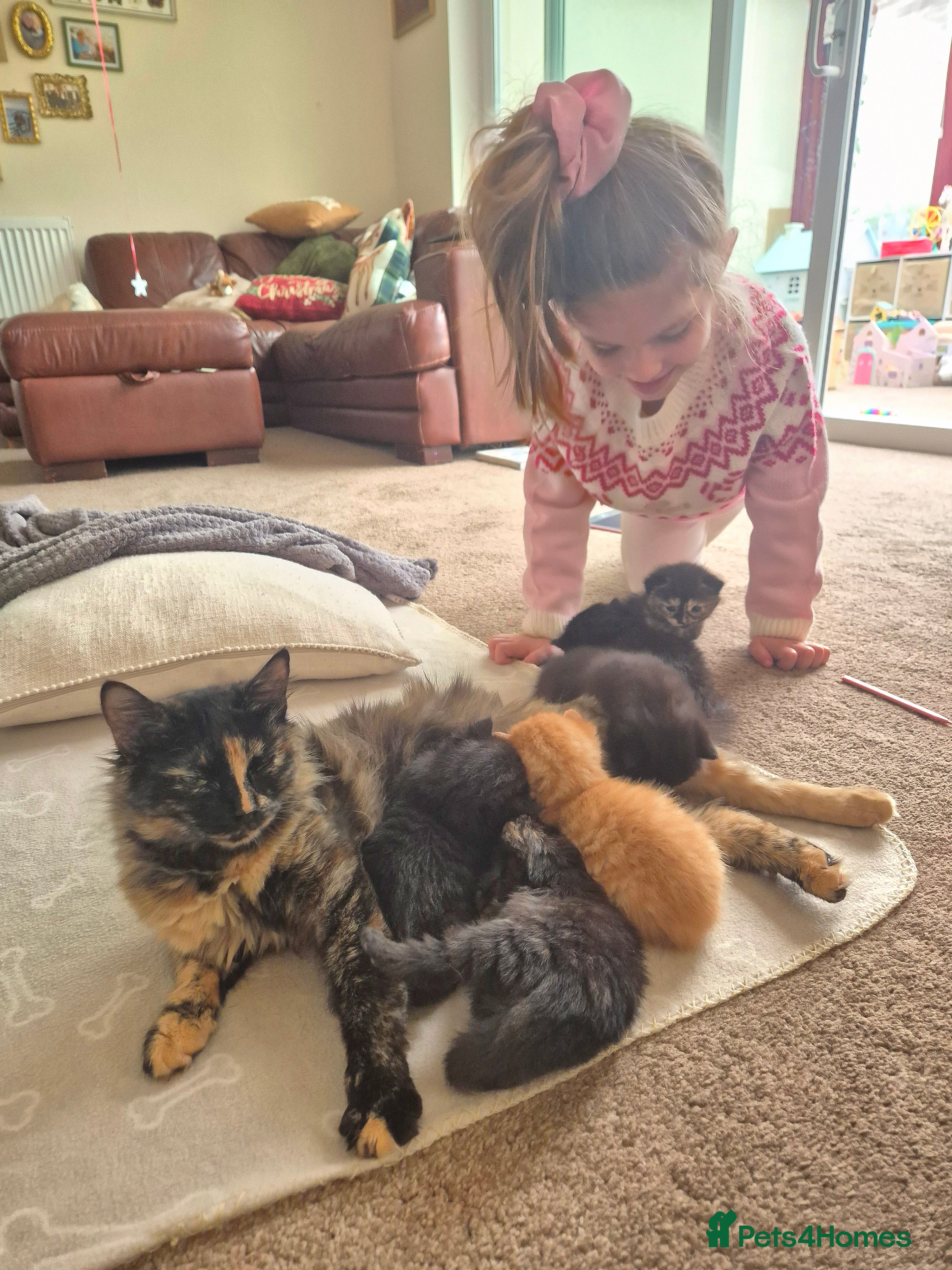 Mixed Breed cats 🖤 *ONLY 1 KITTEN REMAINING* 🖤 - Advert 4