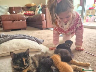 Mixed Breed cats 😺 VERY FRIENDLY KITTENS 😺 - Advert 2