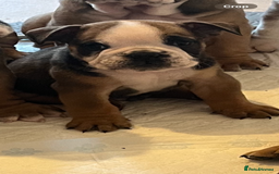 English Bulldog dogs for sale: English bulldog pups for sale  - Image 10