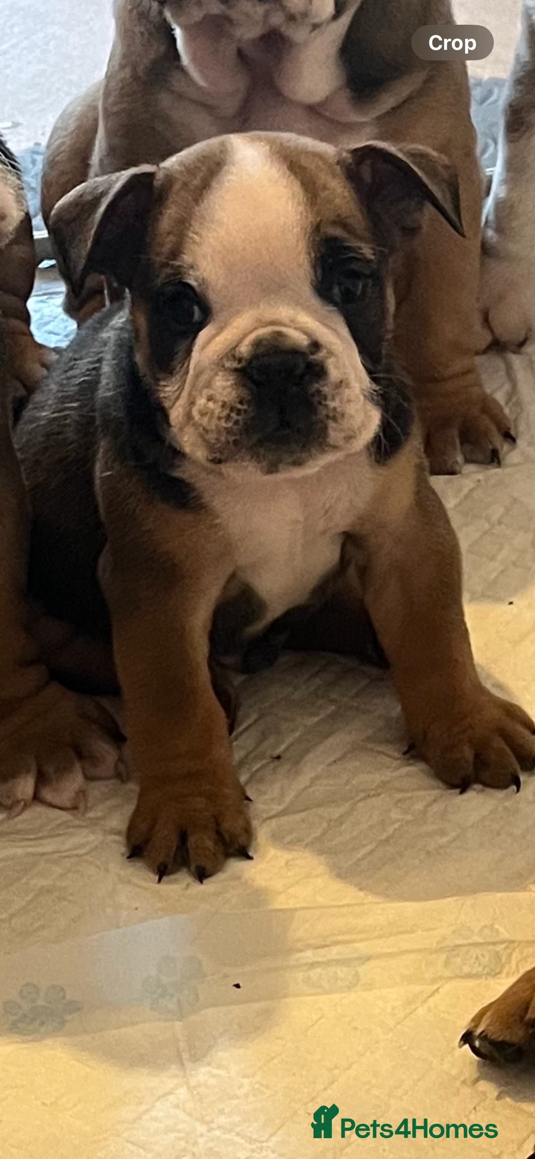 English Bulldog dogs for sale: English bulldog pups for sale  - Image 10