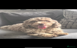 Cockapoo dogs for sale: ✨Stunning health tested Cockapoo pups✨ - Image 8
