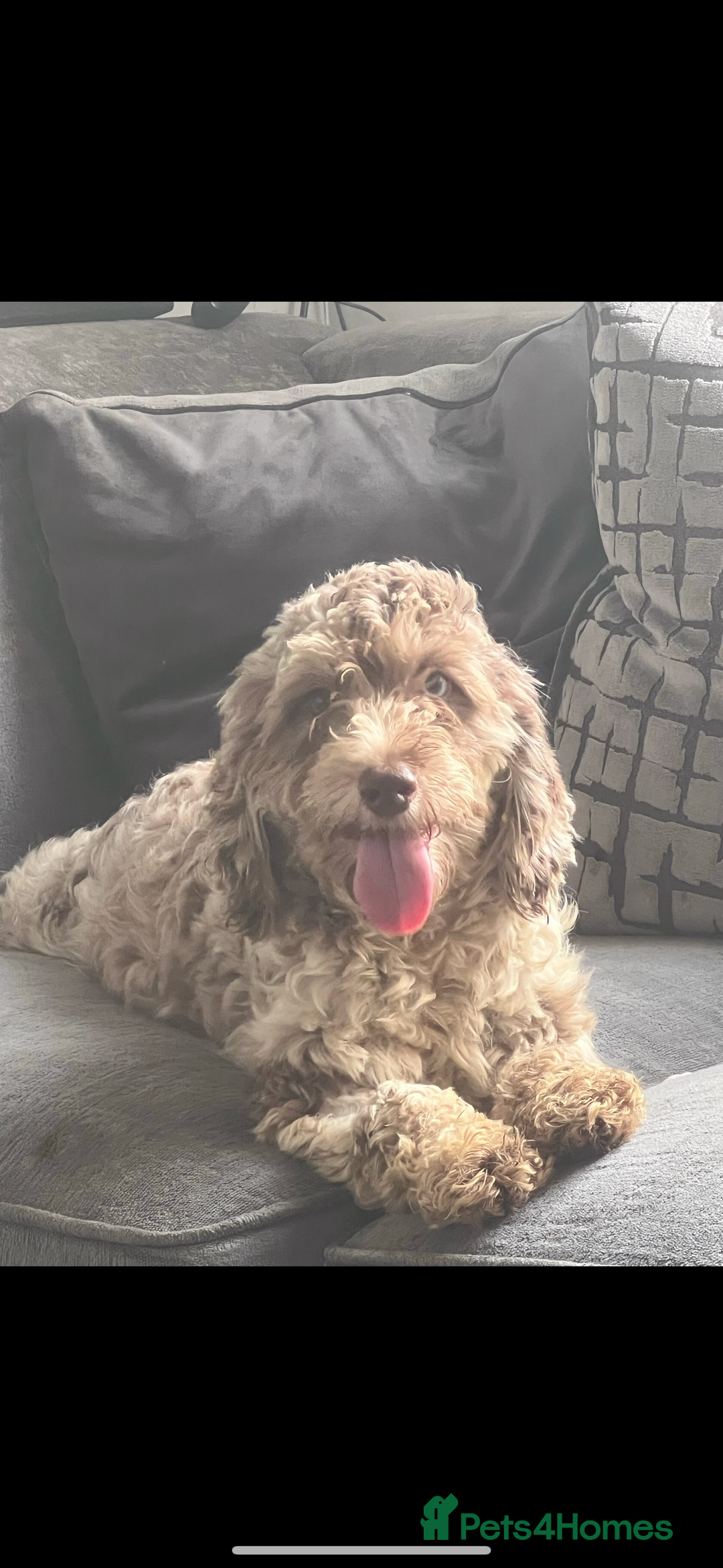 Cockapoo dogs for sale: ✨Stunning health tested Cockapoo pups✨ - Image 8